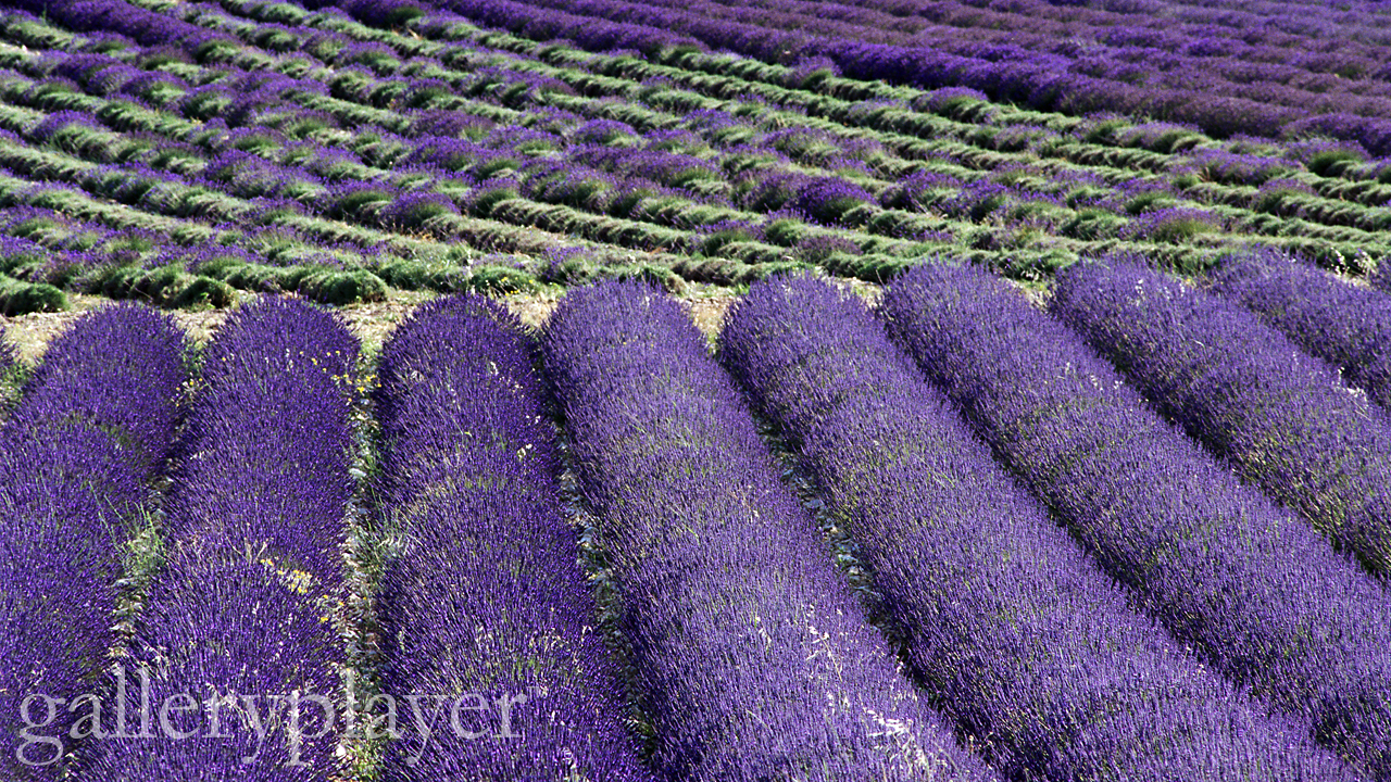 lavender